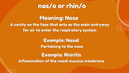 Root Words Medical Terminology Flashcards